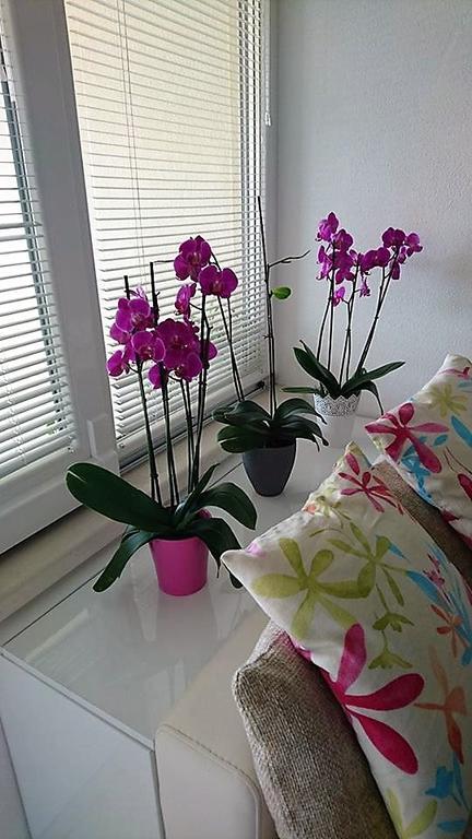 Apartment Vanja Tučepi Extérieur photo